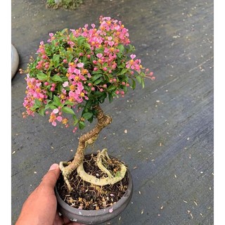 Chậu cây hồng ngọc mai size lớn, cây phôi bonsai
