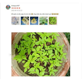 Hạt Giống Hoa Vạn Thọ Mỹ