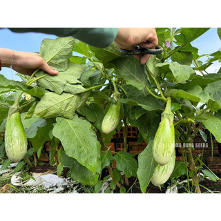 0.5gram Hạt Giống Cà Phổi Sọc Lem trồng quanh năm