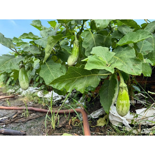 0.5gram Hạt Giống Cà Phổi Sọc Lem trồng quanh năm