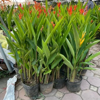 Cây chuối thiên điểu , Cao 1 mét sẵn hoa