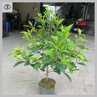 Cây hoa mua thái, sim thái tím, chiều cao 50cm, cây nhánh sum suê hoa nở rộ 11