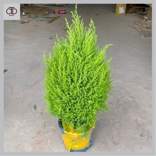 Cây tùng thơm size to, cao 50cm, lá có mùi tinh dầu thơm tán dày