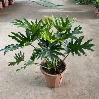 Cây trầu bà Thanh xuân, trầu bà lá xẻ, cao 70cm bụi to dày cực đẹp