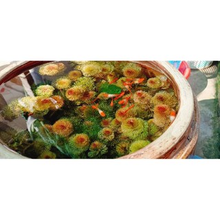 10 nhánh rong la hán đỏ thủy sinh 18k