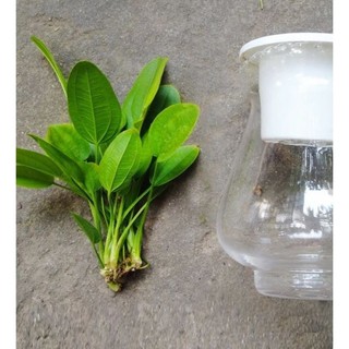 lan nước (Bách thủy tiên)