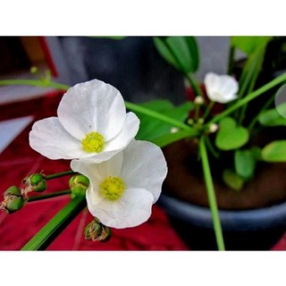 lan nước (Bách thủy tiên)
