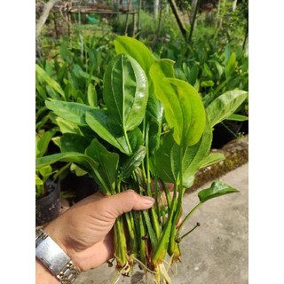 Lan nước