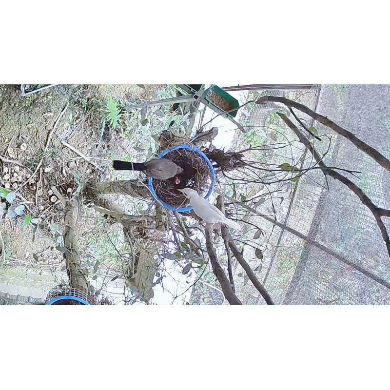 Cám kích đẻ chim chào mào