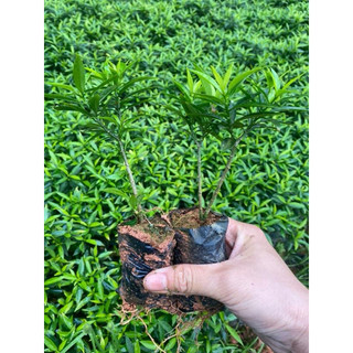 Cây giống mai vạn phúc