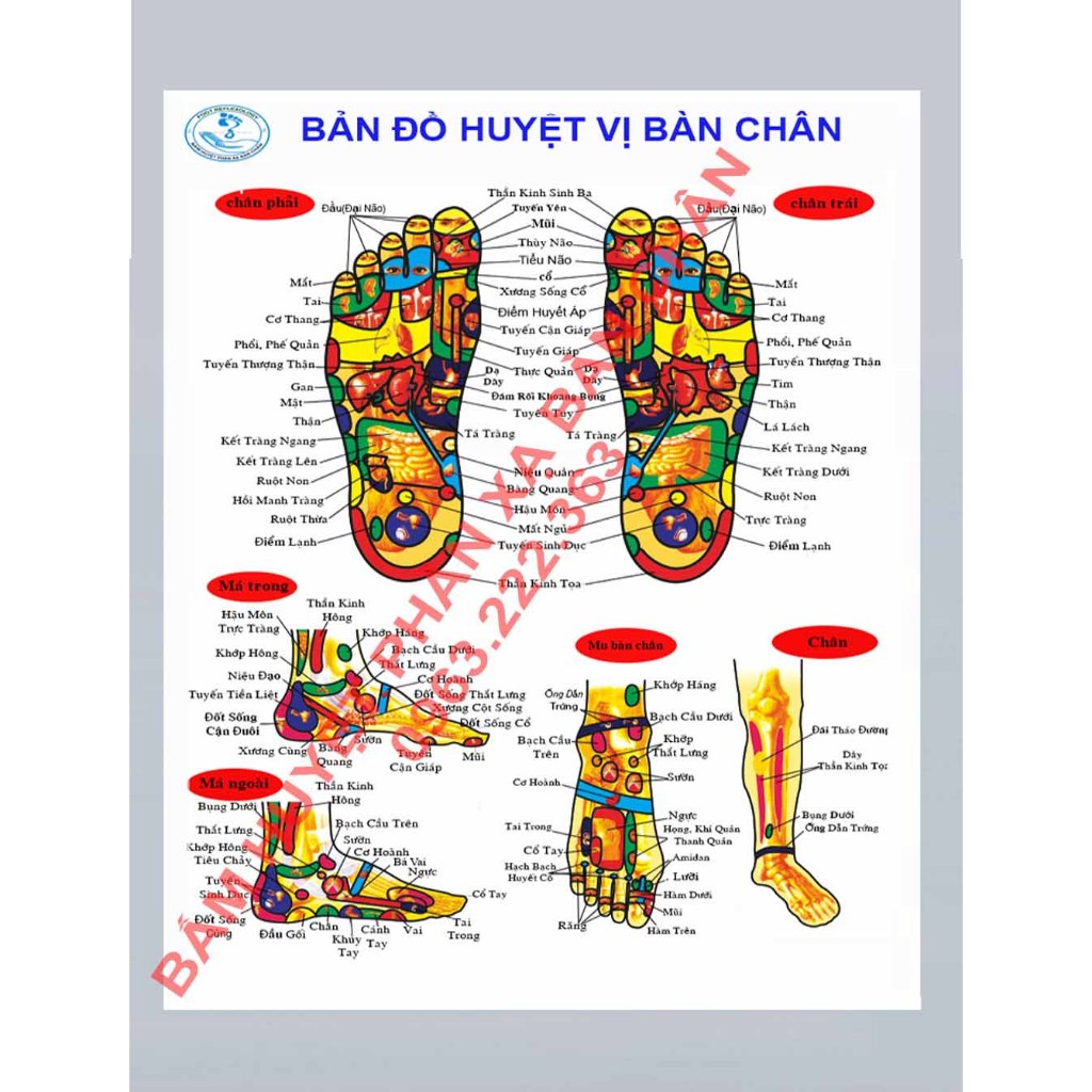 Tranh bản đồ huyệt vị bàn chân, huyệt phản xạ cơ thể người 80x100cm