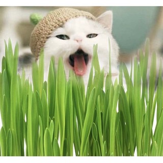 Kit cỏ mèo tươi tự trồng