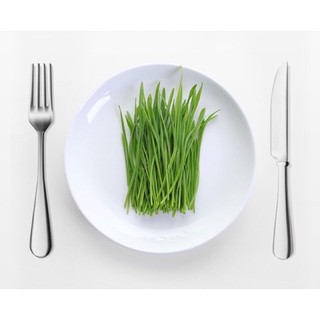Kit cỏ mèo tươi tự trồng
