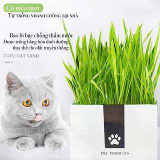 Kit cỏ mèo tươi tự trồng