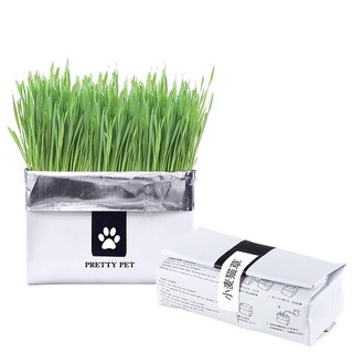Kit cỏ mèo tươi tự trồng