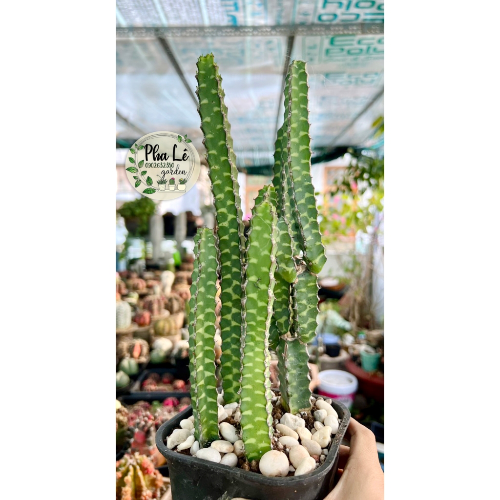 xương rồng thước kẻ nhiều size