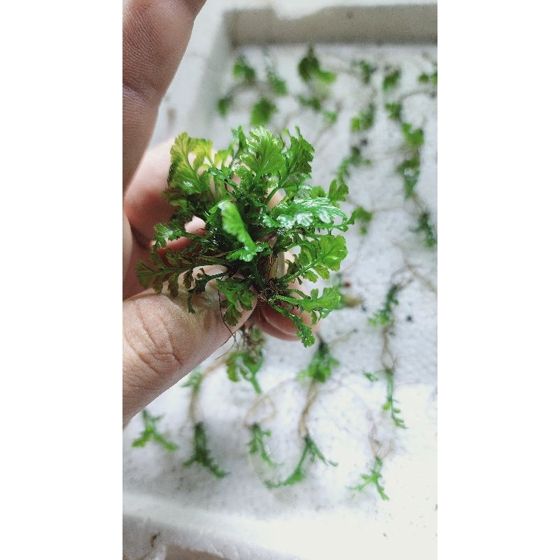 Dương Xỉ Indo (combo 5 ngọn lớn có rễ)