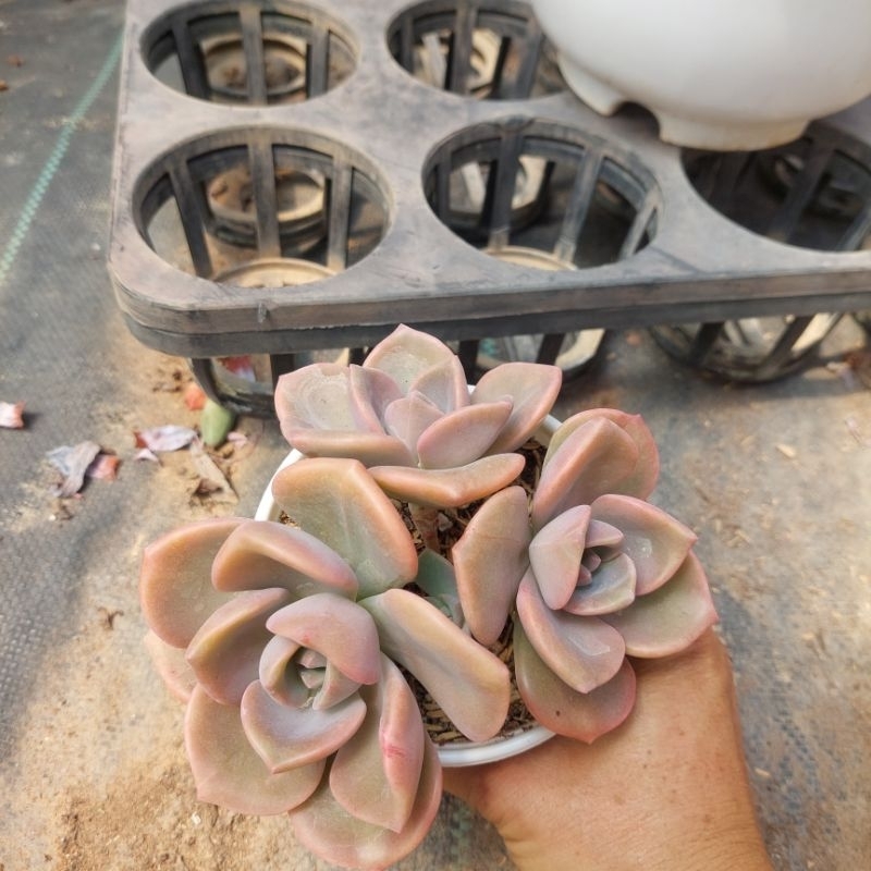 sen đá hồng trơn cổ thụ đà lạt