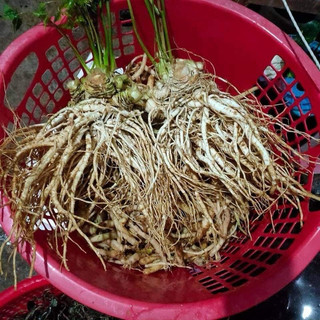 Sâm Đương Quy