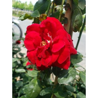 Hồng leo ngoại đỏ  Valentine