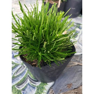 Cây cỏ mây.cỏ mỹ