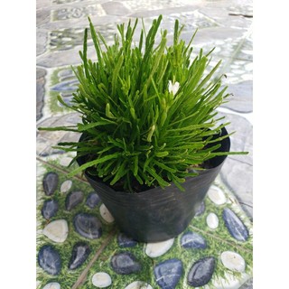 Cây cỏ mây.cỏ mỹ