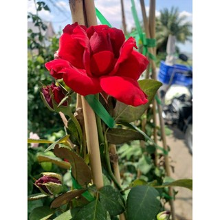 Hồng leo ngoại đỏ  Valentine