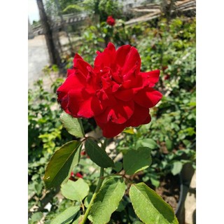 Hồng leo ngoại đỏ  Valentine