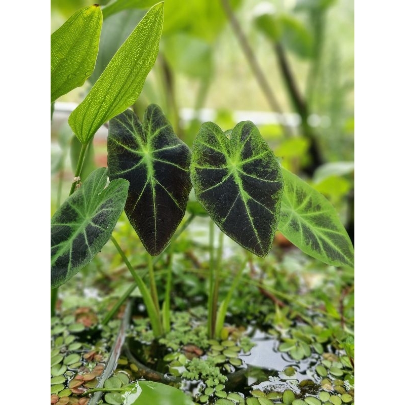 N&amp;T Garden - Cây thủy sinh Môn Black Beauty (1 cây rễ trần)