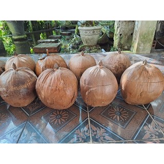 Quả dừa giữ nhiệt bình trà màu vỏ nguyên thủy không có Sơn