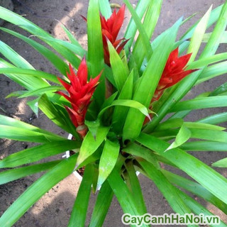 Phát lộc hoa