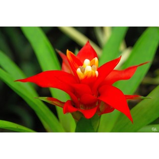 Phát lộc hoa (cây tài lộc)