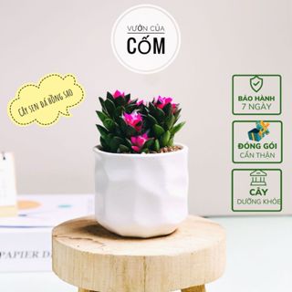 Chậu cây sen đá hồng sao kèm chậu sứ trắng để bàn kíck thước 12x8cm.Tặng kèm sỏi trắng , phân bón . Món quà tặng ý nghĩa