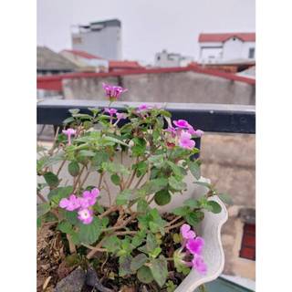 Ngũ sắc tím rủ khóm đang hoa đơn hàng chua có chậu
