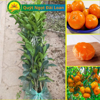 Cây giống quýt ngọt đài loan, giống quýt đường mới siêu ngọt, quả không hạt, mọng nước, cây khỏe