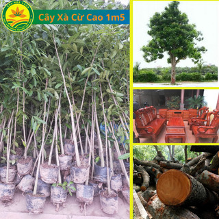 Cây giống Xà Cừ Choai 1m2 - 1m5, cây lấy gỗ, trồng làm cảnh hoặc làm cây công trình, bóng mát