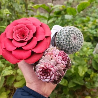 Siêu Rẻ - Chậu trồng sen đá ,xương rồng, cây giống nhựa đen 7*7 cm