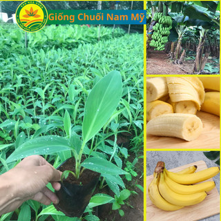 Cây Giống Chuối Tiêu Nam Mỹ, Cây cho buồn sau 6 tháng trồng