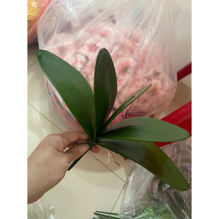 Lá Lan cao su VN( hoa lá trang trí)
