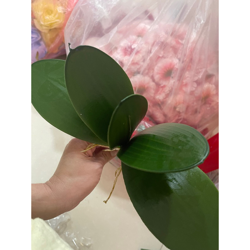 Lá Lan cao su VN( hoa lá trang trí)