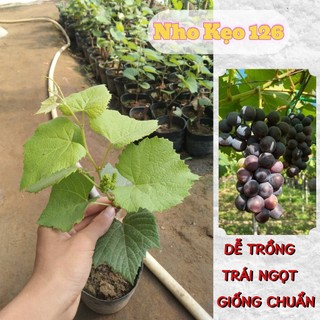 (PHẠM GIA FARM) Nho Kẹo 126 - Trái Ngọt Dễ Chăm Sóc, Trồng Chậu Thùng Xốp Và Ngoài Đất - 5 Cây Tặng 1