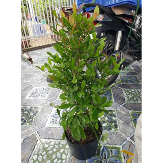 Cây Thần Kỳ (size lớn, 4 năm tuổi,( hết mùa trái.đang hoa)
