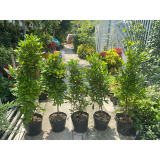 Cây Thần Kỳ  hết mùa trái ( đang hoa )
