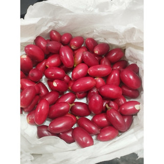 Cây Thần Kỳ đang có trái và hoa (tặng kèm phân bón)