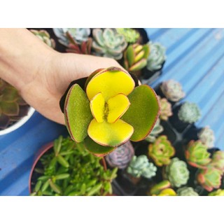 Sen đá thạch bích var