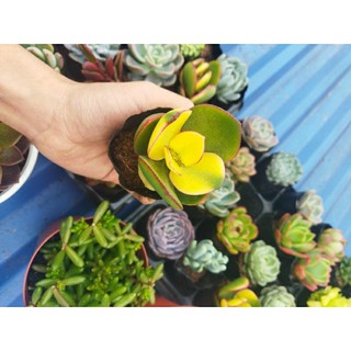 sen đá thạch bích var