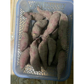 [Hoả tốc] Giống khoai lang Lim