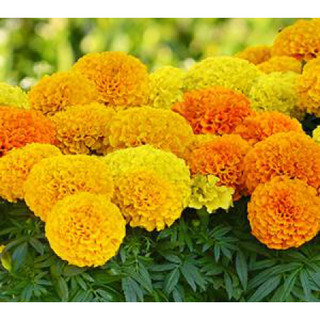 Hạt giống hoa vạn thọ mỹ