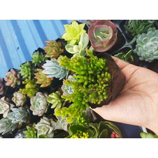 Sen đá sedum gạo