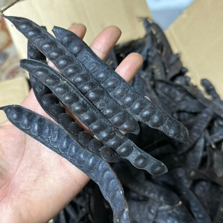 Quả bồ kết khô chín cây